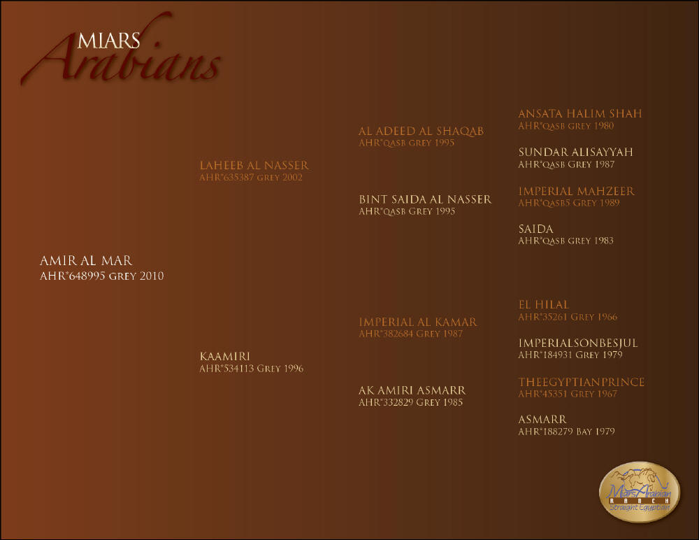 Amir Al Mar Pedigree